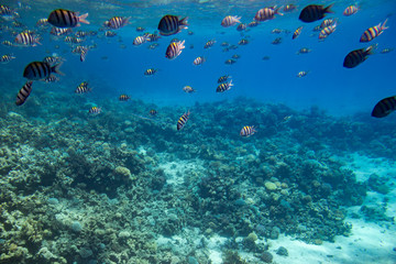 Obraz na płótnie Canvas fish swim among coral in the Red Sea