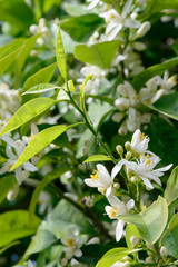 Orange blossoms growing on an orange tree branch.
