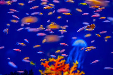 
beautiful aquarium fish in a neon glow