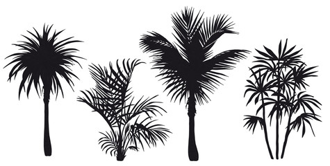 Fototapeta na wymiar Set of tropical palm trees.