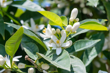 White orange blossoms growing in nature.