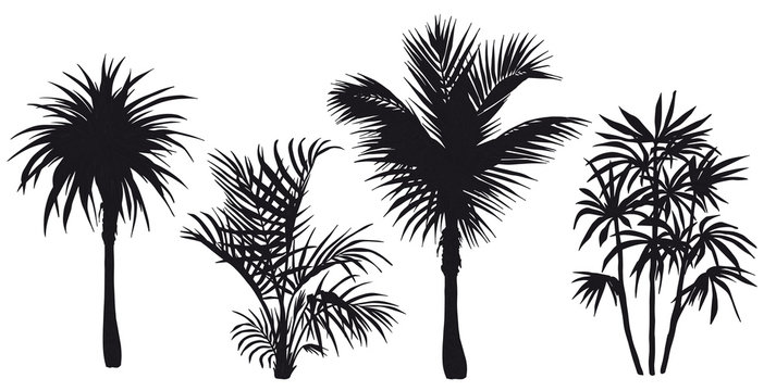 Set of tropical palm trees.