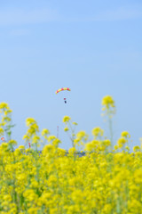 スカイダイビングと菜の花