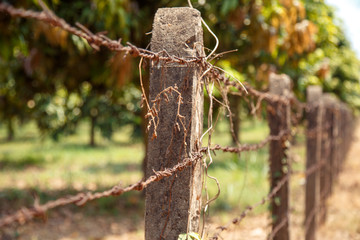 Barbed wire fence in the countryside.