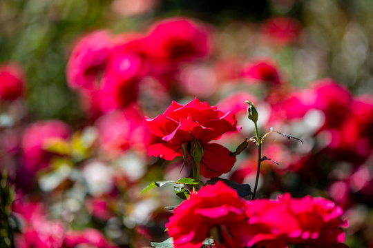 Close-up image of an isolated red rose from the International Rose Test Garden in Oregon.