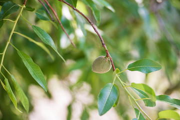 A green almond growing on an almond tree branch.