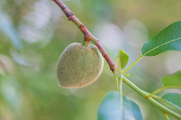 Closeup of a green almond growing in nature.