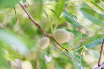 Vibrant image of green almonds.