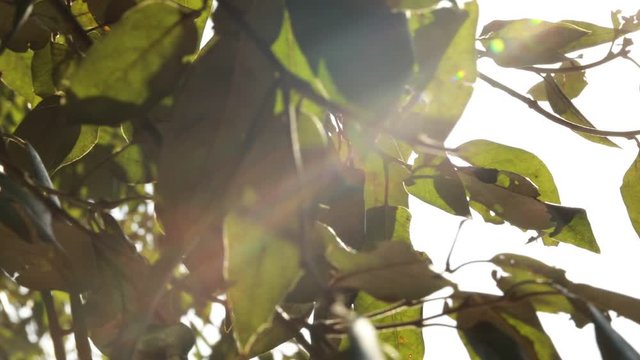 RAGGIO DI SOLE TRA I RAMI DI UNALBERO