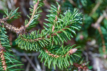 *Tannenzweig* © FreierAlsJeder