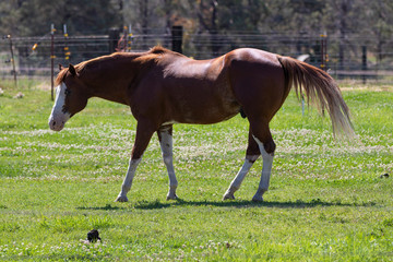 Horse in the field. Oregon, U.S.A.