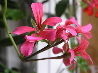 Home planted flowers on the balcony