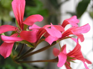 Home planted flowers on the balcony