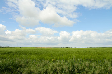 Jeju Island's Blue Sky, Field and Wind Turbine