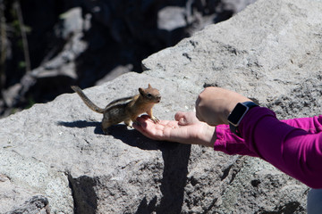 Girl feeding a chipmunks at.Crater lake National park. Oregon.