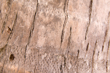 grunge timber with cracks, without bark