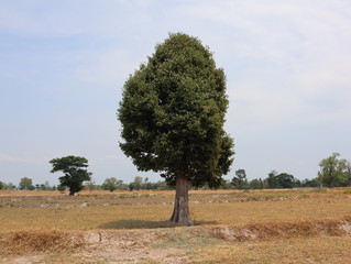 Trees in the middle of the rice field after harvest.