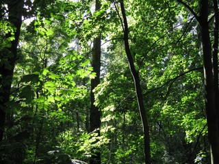 forest in the morning