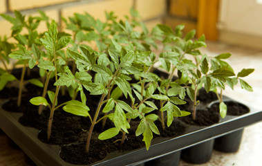 Young tomato sprouts, in a plastic container by the window, against the background of the brick wall
