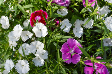 spring flowers in the garden
