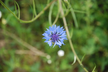 purple thistle flower in spring