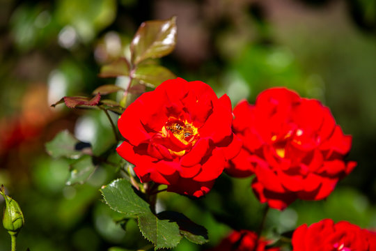Close-up image of an isolated red rose from the International Rose Test Garden in Oregon.