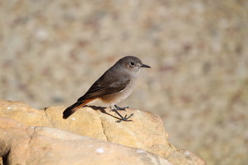 Brown bird on a stone