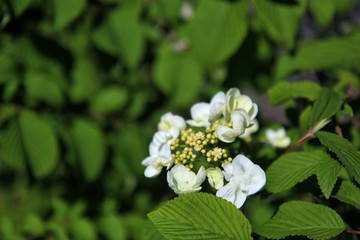 Con l’arrivo della primavera sbocciano in giardino i primi fiori bianchi sul cespuglio di viburno, primo piano