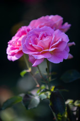 Close-up image of an isolated purple rose from the International Rose Test Garden in Oregon.