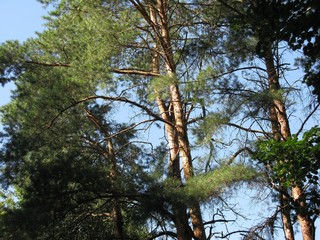 green pine tree