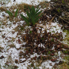 Plant bulbs covered with snow