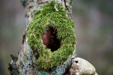Black hole in tree trunk as entry to bird nest.