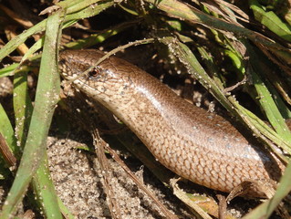 Beznoga jaszczurka padalec