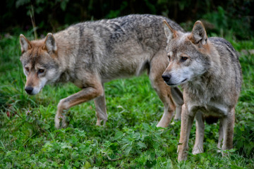 Obraz premium junge Wölfe