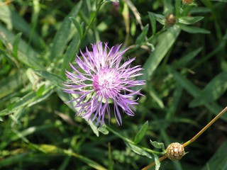 purple thistle flower