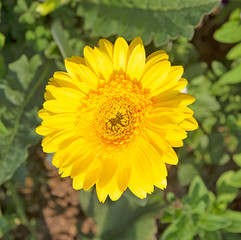 Yellow gerbera flowers on a green background