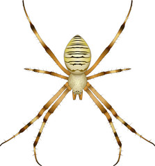 wasp-spider