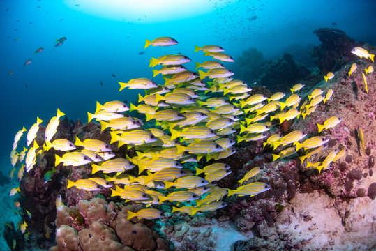 School of Snappers with coral reef at Similan Islands, Thailand