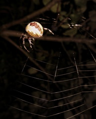 Pająk na pajęczynie w nocy