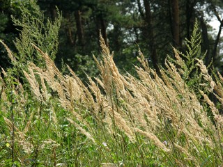 grass in the forest