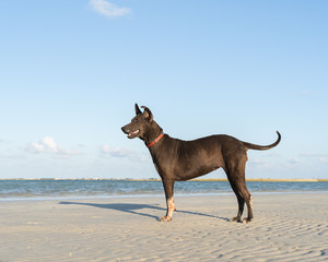 Dog on the sandy beach in summer