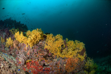Fototapeta na wymiar Nice soft coral in ocean