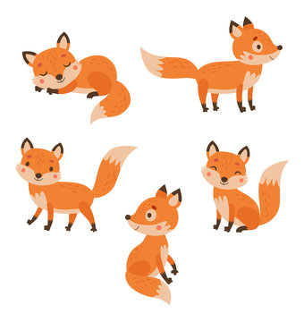 5 Cute foxes vector characters Vector illustration
