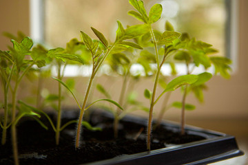 tomato seedlings in plastic pots ready to plant. Nature, harvest.