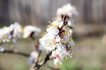 Apricot blossom flowers in spring, blooming on young tree branch. Close up apricot blossom white flowers in sunny spring background