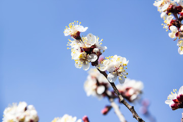 Apricot blossom flowers in spring, blooming on young tree branch. Close up apricot blossom white flowers and blue sky in sunny spring background.