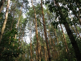 Fototapeta premium trees in the forest