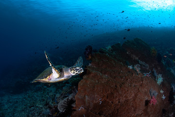 Fototapeta na wymiar Underwater wildlife with animals, Divers adventures in Maldives. Sea turtle floating over beautiful natural ocean background.