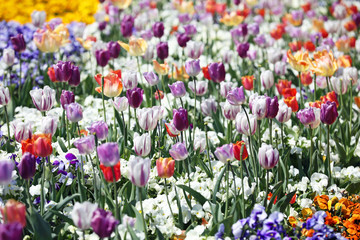 Fototapeta premium Tulpenfeld in lila