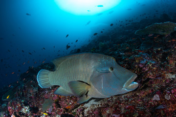 Obraz premium Napoleonfish or Humphead wrasse, Cheilinus undulatus feeding on healthy coral reef and clear water.